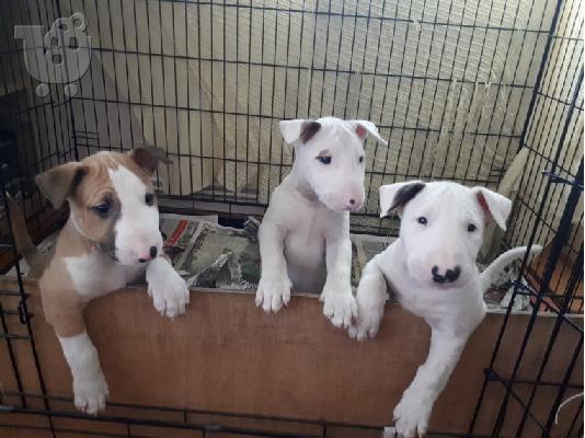 PoulaTo: Αξιολάτρευτα κουτάβια bull terrier